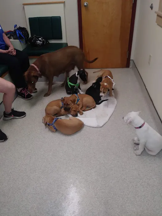 Hudson Animal Hospital, A Thrive Pet Healthcare Partner Picture 6