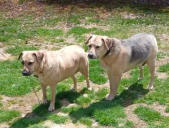 Hudson Animal Hospital, A Thrive Pet Healthcare Partner Picture 8