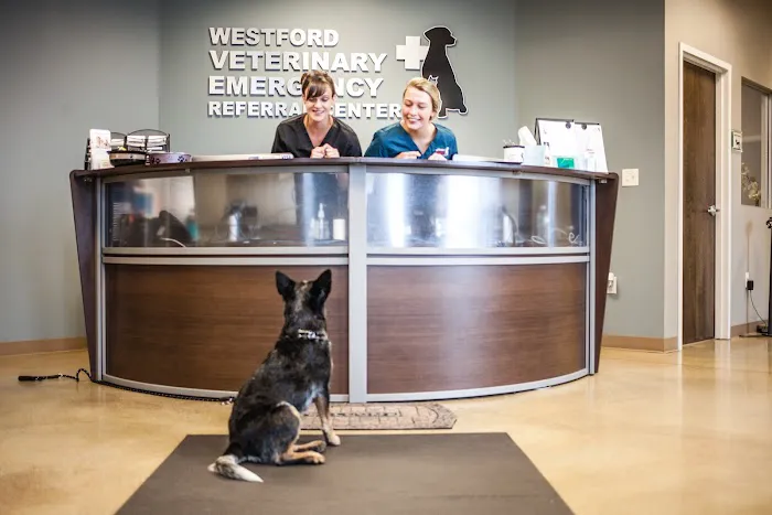 Westford Veterinary Emergency and Referral Center Picture 2