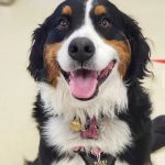 Westford Veterinary Emergency and Referral Center