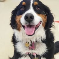Westford Veterinary Emergency and Referral Center ico