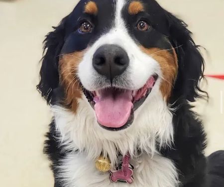 Westford Veterinary Emergency and Referral Center