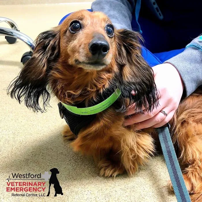 Westford Veterinary Emergency and Referral Center Picture 8