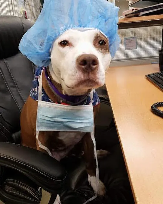 Westford Veterinary Emergency and Referral Center Picture 6