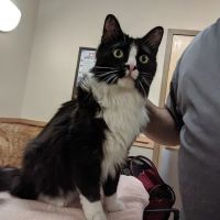 Countryside Veterinary Hospital ico