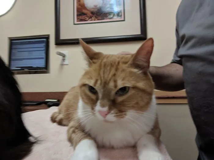 Countryside Veterinary Hospital Picture 2