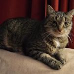 Valley Animal Hospital