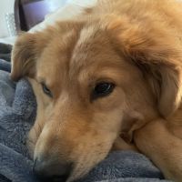 Smith Mountain Lake Animal Hospital ico