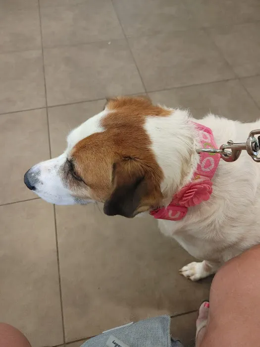Smith Mountain Lake Animal Hospital Picture 5