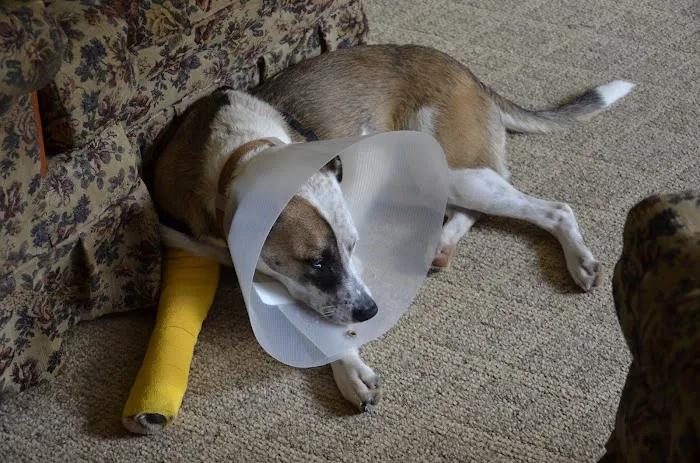 Smith Mountain Lake Animal Hospital Picture 6