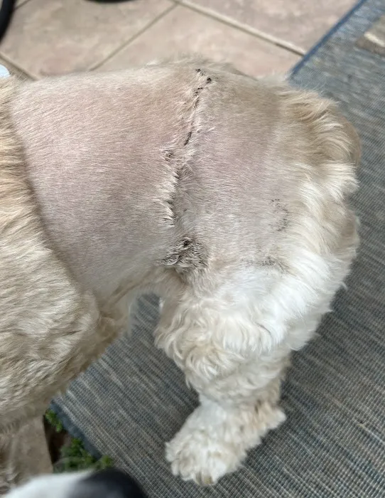 Bonsack Veterinary Hospital Picture 3
