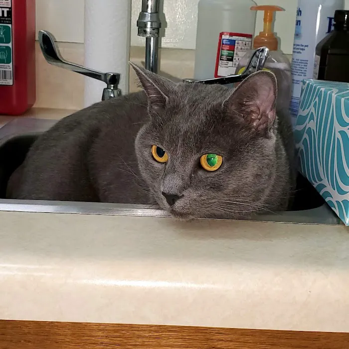 Bonsack Veterinary Hospital Picture 6
