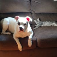 Westlake Veterinary Medical Center ico