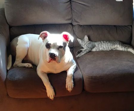 Westlake Veterinary Medical Center