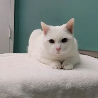 Vinton Veterinary Hospital Wellness Center ico