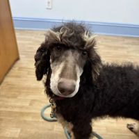 Read Mountain Animal Hospital ico