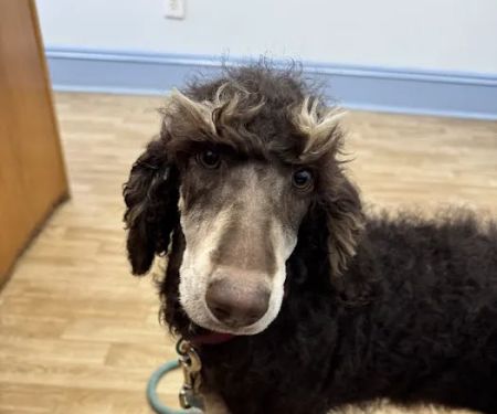 Read Mountain Animal Hospital