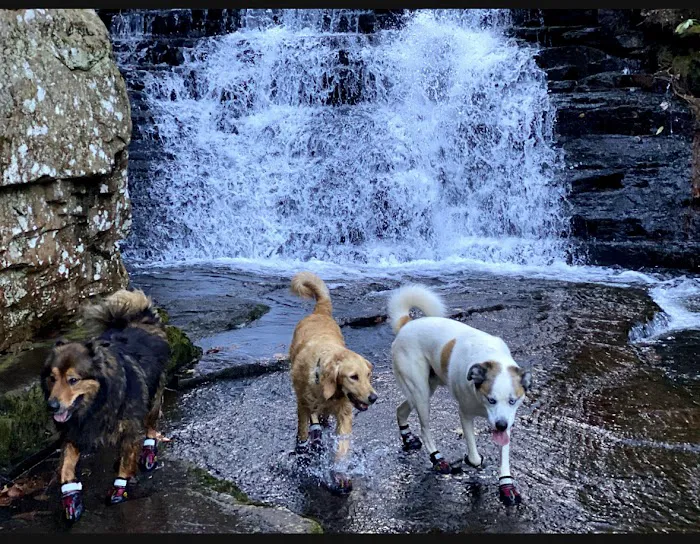 Read Mountain Animal Hospital Picture 3