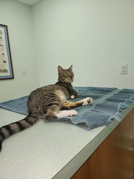 Read Mountain Animal Hospital Picture 6