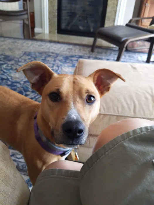 Altavista Animal Hospital Picture 2