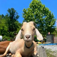 Animal Cancer Care and Research Center ico