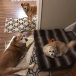Rustburg Veterinary Clinic