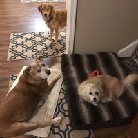 Rustburg Veterinary Clinic ico