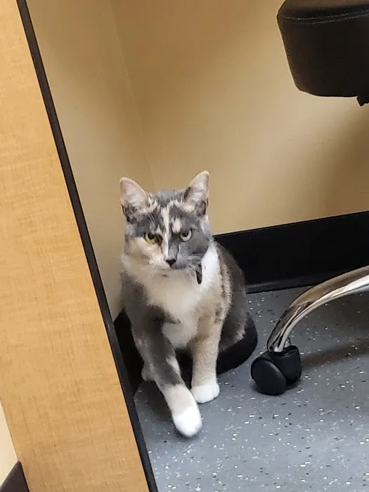 Virginia Veterinary Specialists Picture 2
