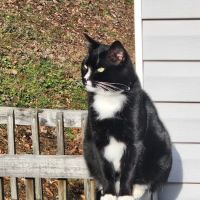 Virginia Veterinary Specialists ico