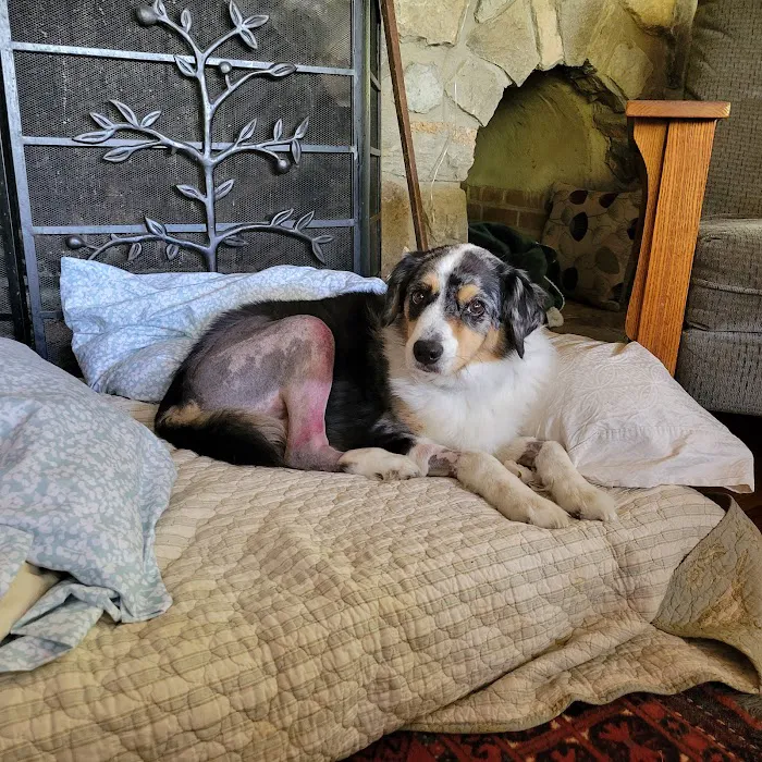 Virginia Veterinary Specialists Picture 4