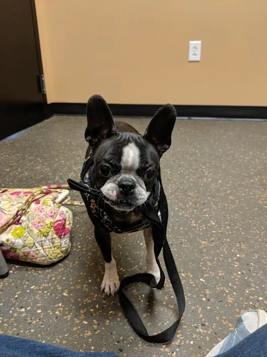 Virginia Veterinary Specialists Picture 5