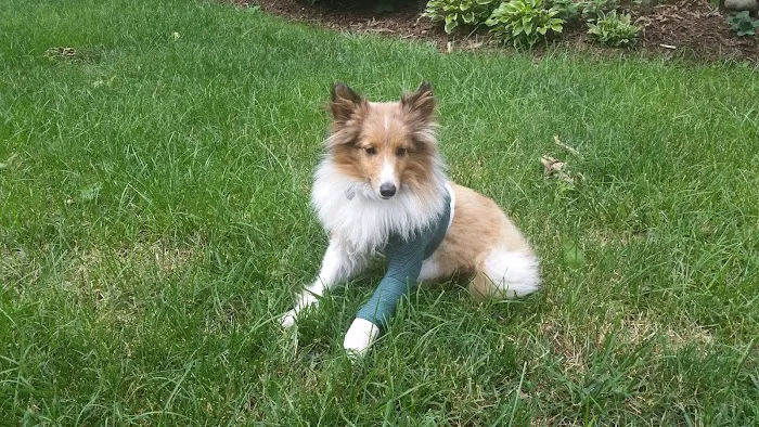 Virginia Veterinary Specialists Picture 7