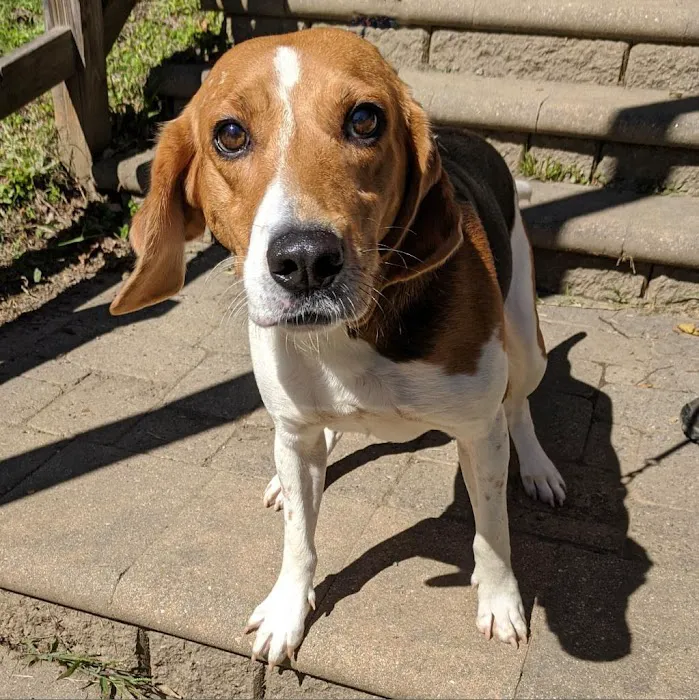 Virginia Veterinary Specialists Picture 8