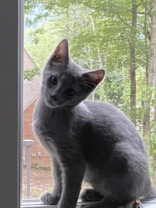 Virginia Veterinary Specialists Picture 10
