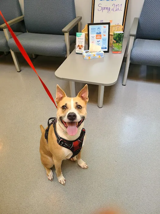 VCA Albemarle Veterinary Health Care Center Picture 4