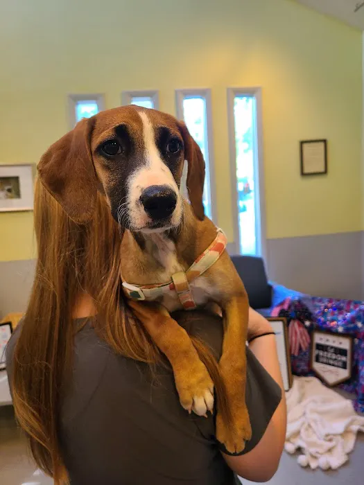 VCA Albemarle Veterinary Health Care Center Picture 10