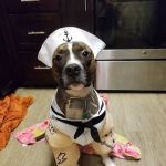 Charlottesville Veterinary Hospital