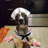 Charlottesville Veterinary Hospital ico