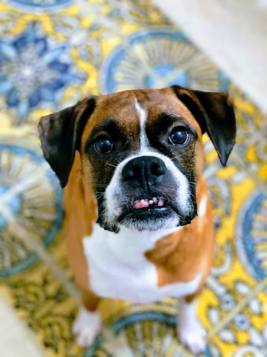 Charlottesville Veterinary Hospital Picture 4