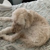 Old Dominion Animal Hospital Crozet ico