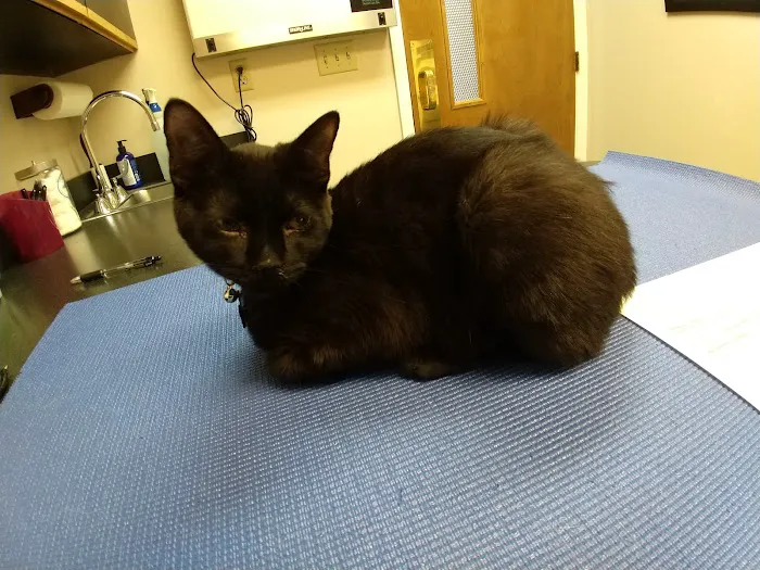 Old Dominion Animal Hospital Crozet Picture 8