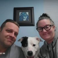 Dr. Cook DVM, CVA ico