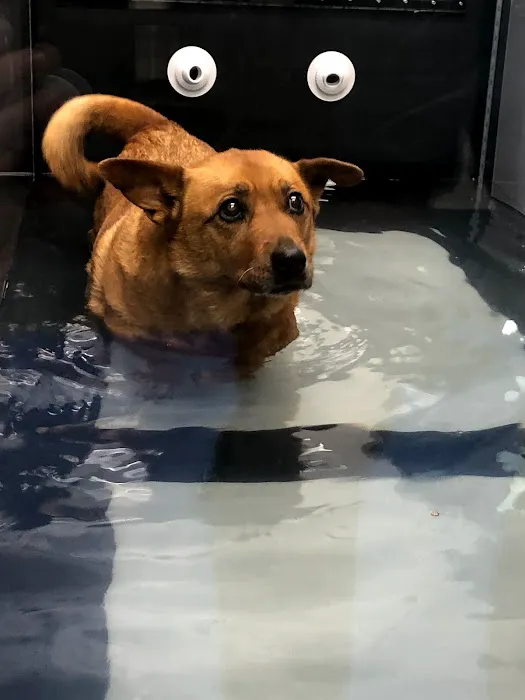 Animal Wellness Center Picture 6