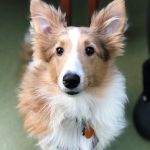 Animal Wellness Center