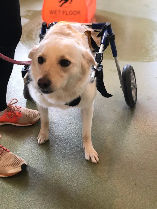 Animal Wellness Center Picture 5