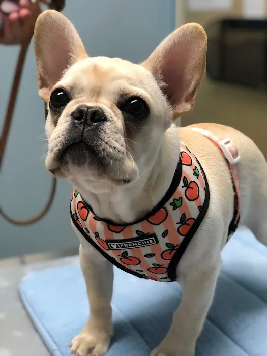 Animal Wellness Center Picture 10