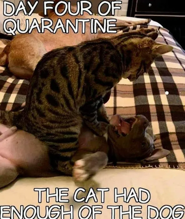 Charlottesville Cat Care Clinic Picture 6