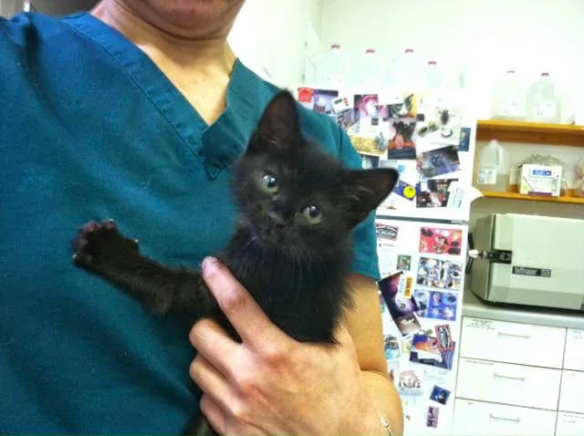 Charlottesville Cat Care Clinic Picture 5
