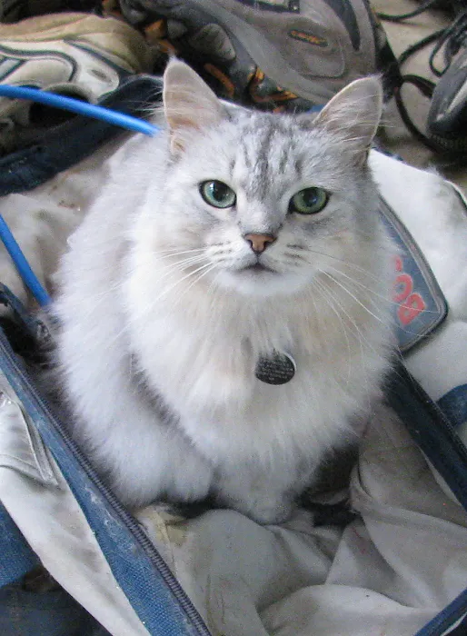 Charlottesville Cat Care Clinic Picture 8