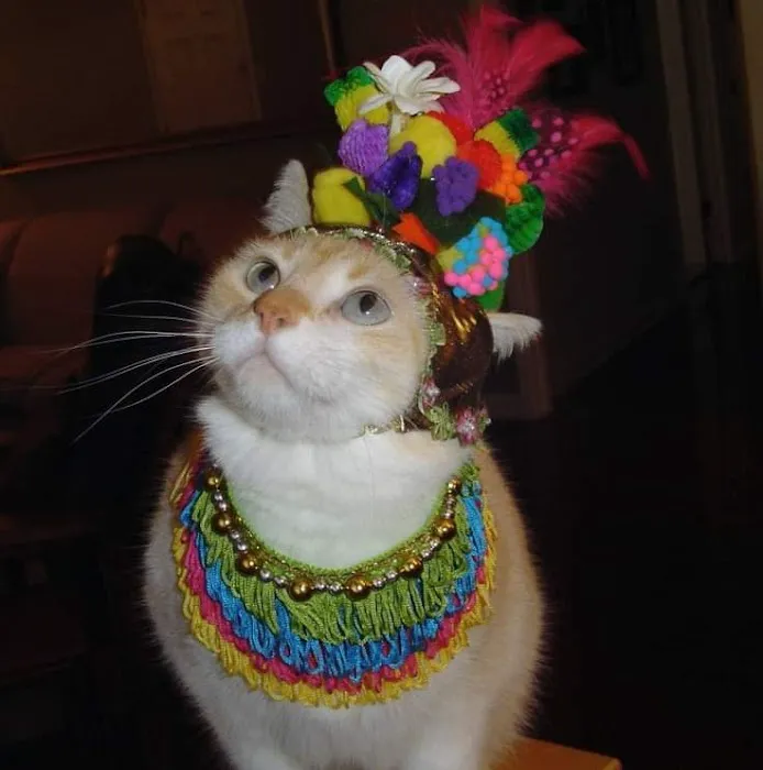 Charlottesville Cat Care Clinic Picture 7